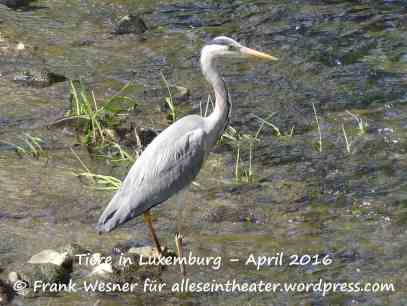 Tiere in Luxemburg – April 2016 © Frank Wesner für alleseintheater.wordpress.com